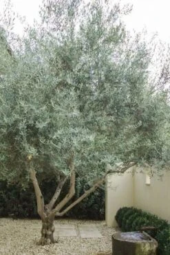 Arbequina Olive Tree - 3 Gallon Pot -Garden Plant Shop olive tree arbequina 4