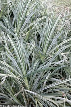 Silver Mist Mondo Grass - 6 Pack Of Pint Pots -Garden Plant Shop ophiopogon japonicus silver20mist modo grass 2