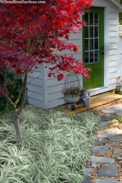 Silver Mist Mondo Grass - 6 Pack Of Pint Pots