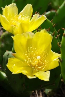 Eastern Prickly Pear Cactus (Opuntia Humifusa) - 3 Gallon Pot 9 Eastern Prickly Pear Cactus (Opuntia Humifusa) - 3 Gallon Pot -Garden Plant Shop opuntia humifusa eastern prickly pear cactus 1