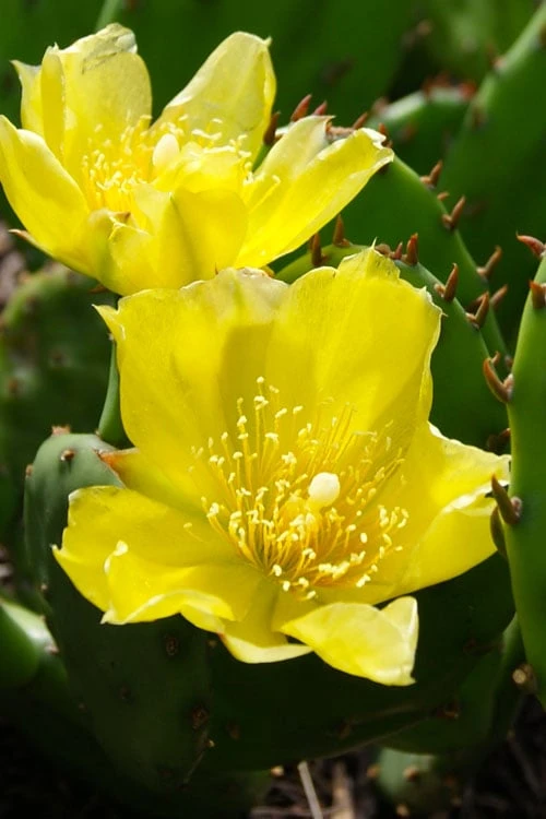 Eastern Prickly Pear Cactus (Opuntia humifusa) - 3 Gallon Pot Eastern Prickly Pear Cactus (Opuntia Humifusa) - 3 Gallon Pot -Garden Plant Shop opuntia humifusa eastern prickly pear cactus 1