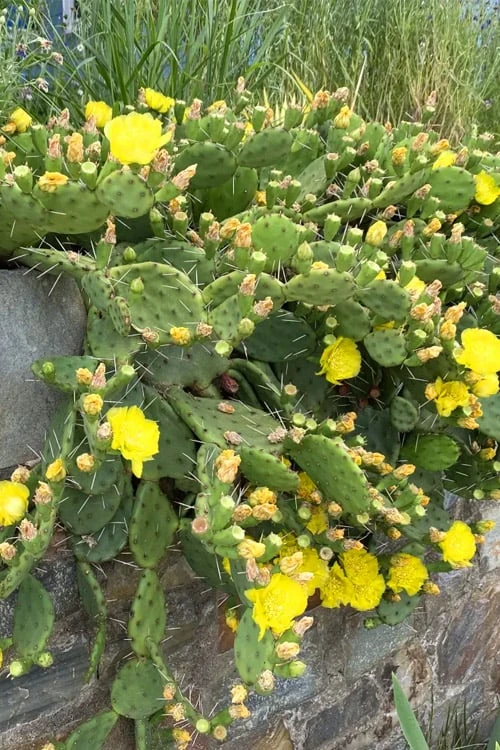 Eastern Prickly Pear Cactus (Opuntia humifusa) - 3 Gallon Pot Eastern Prickly Pear Cactus (Opuntia Humifusa) - 3 Gallon Pot -Garden Plant Shop opuntia humifusa eastern prickly pear cactus 10