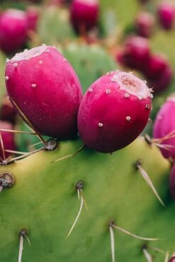 Eastern Prickly Pear Cactus (Opuntia Humifusa) - 3 Gallon Pot 6 Eastern Prickly Pear Cactus (Opuntia Humifusa) - 3 Gallon Pot -Garden Plant Shop opuntia humifusa eastern prickly pear cactus 12