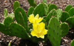 Eastern Prickly Pear Cactus (Opuntia Humifusa) - 3 Gallon Pot 10 Eastern Prickly Pear Cactus (Opuntia Humifusa) - 3 Gallon Pot -Garden Plant Shop opuntia humifusa eastern prickly pear cactus 3