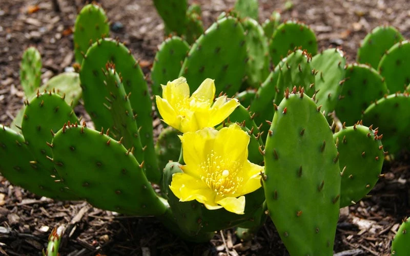 Eastern Prickly Pear Cactus (Opuntia humifusa) - 3 Gallon Pot Eastern Prickly Pear Cactus (Opuntia Humifusa) - 3 Gallon Pot -Garden Plant Shop opuntia humifusa eastern prickly pear cactus 3