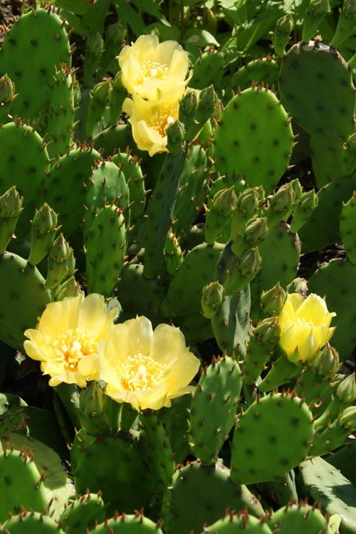 Eastern Prickly Pear Cactus (Opuntia humifusa) - 3 Gallon Pot Eastern Prickly Pear Cactus (Opuntia Humifusa) - 3 Gallon Pot -Garden Plant Shop opuntia humifusa eastern prickly pear cactus 4