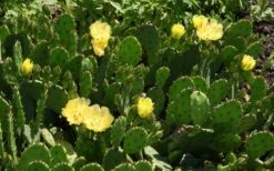 Eastern Prickly Pear Cactus (Opuntia Humifusa) - 3 Gallon Pot 8 Eastern Prickly Pear Cactus (Opuntia Humifusa) - 3 Gallon Pot -Garden Plant Shop opuntia humifusa eastern prickly pear cactus 5
