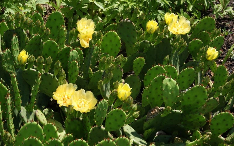 Eastern Prickly Pear Cactus (Opuntia humifusa) - 3 Gallon Pot Eastern Prickly Pear Cactus (Opuntia Humifusa) - 3 Gallon Pot -Garden Plant Shop opuntia humifusa eastern prickly pear cactus 5