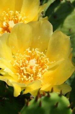 Eastern Prickly Pear Cactus (Opuntia Humifusa) - 3 Gallon Pot 4 Eastern Prickly Pear Cactus (Opuntia Humifusa) - 3 Gallon Pot -Garden Plant Shop opuntia humifusa eastern prickly pear cactus 6