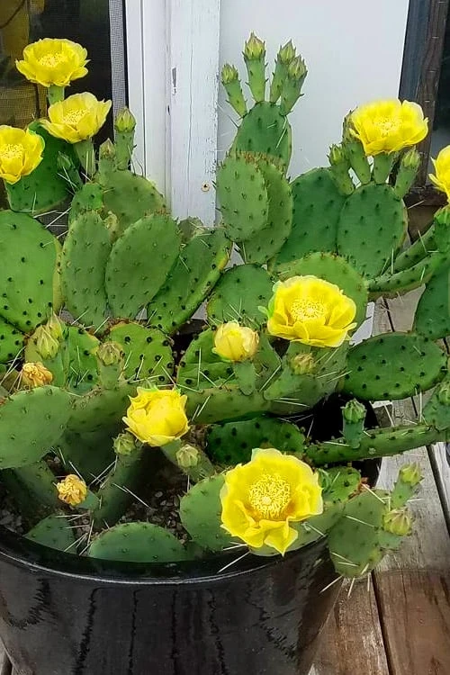 Eastern Prickly Pear Cactus (Opuntia humifusa) - 3 Gallon Pot Eastern Prickly Pear Cactus (Opuntia Humifusa) - 3 Gallon Pot -Garden Plant Shop opuntia humifusa eastern prickly pear cactus 9