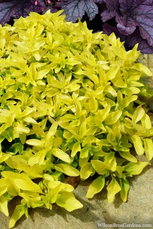 Golden Oregano - 5 Pack of Pint Pots Golden Oregano - 5 Pack Of Pint Pots -Garden Plant Shop oregano golden 11 1