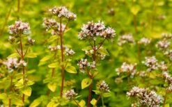 Golden Oregano - 5 Pack Of Pint Pots 5 Golden Oregano - 5 Pack Of Pint Pots -Garden Plant Shop oregano golden 2 1