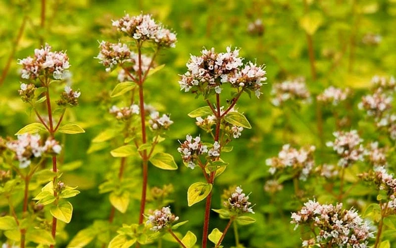 Golden Oregano - 5 Pack of Pint Pots Golden Oregano - 5 Pack Of Pint Pots -Garden Plant Shop oregano golden 2 1