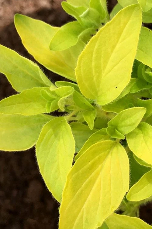 Golden Oregano - 5 Pack of Pint Pots Golden Oregano - 5 Pack Of Pint Pots -Garden Plant Shop oregano golden 6 1