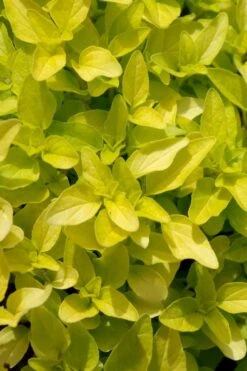 Golden Oregano - 5 Pack Of Pint Pots 3 Golden Oregano - 5 Pack Of Pint Pots -Garden Plant Shop origanum vulgare aurea golden oregano 10 1
