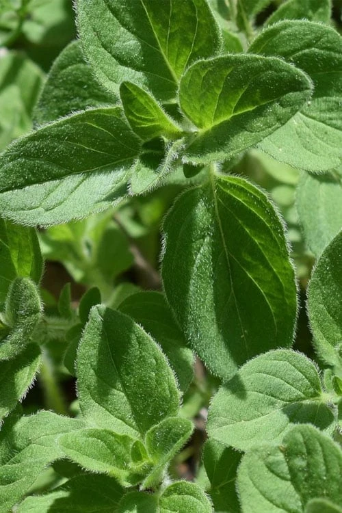 True Greek Oregano - 6 Pack of Pint Pots True Greek Oregano - 6 Pack Of Pint Pots -Garden Plant Shop origanum vulgare hirtum true greek oregano 1