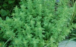 True Greek Oregano - 6 Pack Of Pint Pots 3 True Greek Oregano - 6 Pack Of Pint Pots -Garden Plant Shop origanum vulgare hirtum true greek oregano 2