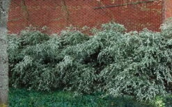 Delavay Tea Olive (Osmanthus Delavayi) - 5 Gallon Pot 5 Delavay Tea Olive (Osmanthus Delavayi) - 5 Gallon Pot -Garden Plant Shop osmanthus delavayi delavay tea olive 1