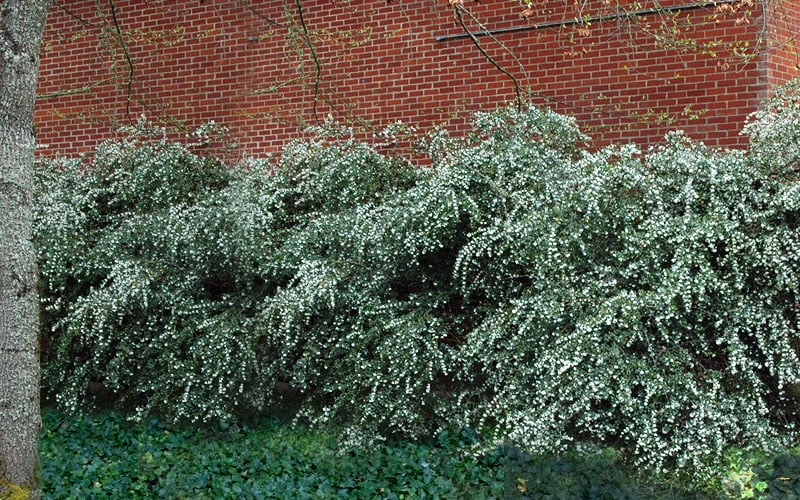 Delavay Tea Olive (Osmanthus delavayi) - 5 Gallon Pot Delavay Tea Olive (Osmanthus Delavayi) - 5 Gallon Pot -Garden Plant Shop osmanthus delavayi delavay tea olive 1