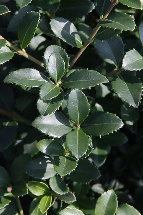 Delavay Tea Olive (Osmanthus delavayi) - 5 Gallon Pot Delavay Tea Olive (Osmanthus Delavayi) - 5 Gallon Pot -Garden Plant Shop osmanthus delavayi delavay tea olive 10