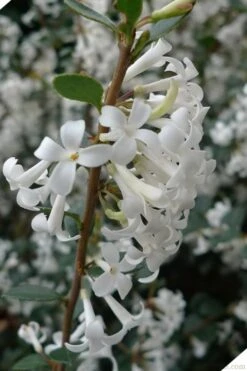 Delavay Tea Olive (Osmanthus Delavayi) - 5 Gallon Pot 7 Delavay Tea Olive (Osmanthus Delavayi) - 5 Gallon Pot -Garden Plant Shop osmanthus delavayi delavay tea olive 2