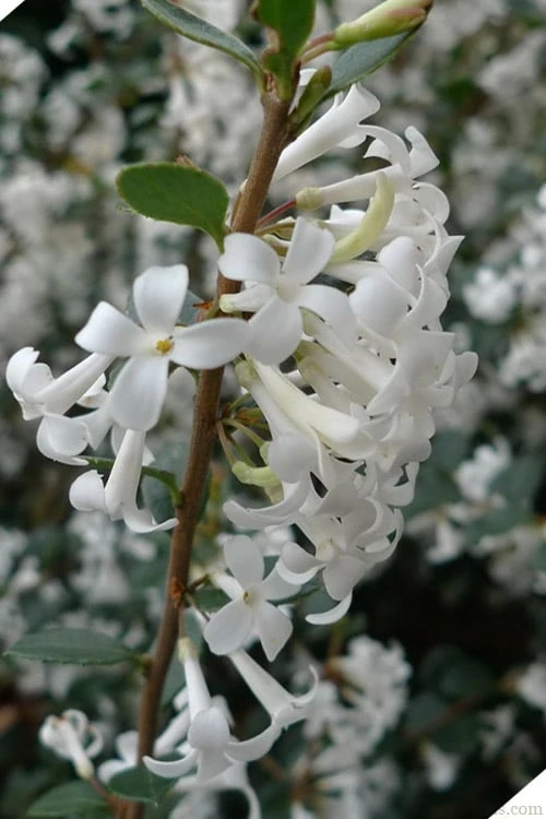 Delavay Tea Olive (Osmanthus delavayi) - 5 Gallon Pot Delavay Tea Olive (Osmanthus Delavayi) - 5 Gallon Pot -Garden Plant Shop osmanthus delavayi delavay tea olive 2