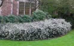 Delavay Tea Olive (Osmanthus Delavayi) - 5 Gallon Pot 3 Delavay Tea Olive (Osmanthus Delavayi) - 5 Gallon Pot -Garden Plant Shop osmanthus delavayi delavay tea olive 6