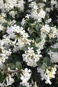 Delavay Tea Olive (Osmanthus Delavayi) - 5 Gallon Pot 4 Delavay Tea Olive (Osmanthus Delavayi) - 5 Gallon Pot -Garden Plant Shop osmanthus delavayi delavay tea olive 8