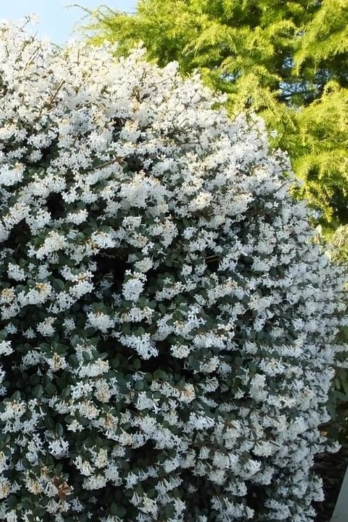 Delavay Tea Olive (Osmanthus delavayi) - 5 Gallon Pot Delavay Tea Olive (Osmanthus Delavayi) - 5 Gallon Pot -Garden Plant Shop osmanthus delavayi delavay tea olive 9