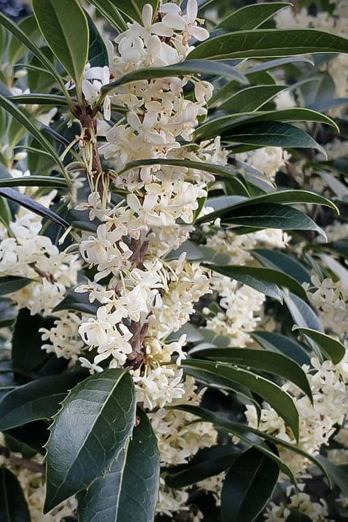 Fortune's Cold Hardy Tea Olive (Fragrant Osmanthus) - 7 Gallon Pot (4-5') Fortune's Cold Hardy Tea Olive (Fragrant Osmanthus) - 7 Gallon Pot (4-5') -Garden Plant Shop osmanthus fortunei fortunes tea olive 30 4