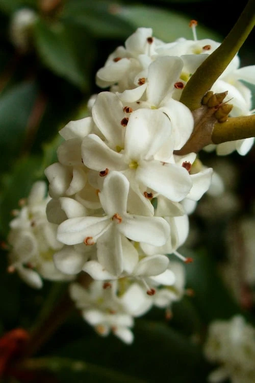 Fortune's Cold Hardy Tea Olive (Fragrant Osmanthus) - 7 Gallon Pot (5-6') Fortune's Cold Hardy Tea Olive (Fragrant Osmanthus) - 7 Gallon Pot (5-6') -Garden Plant Shop osmanthus fortunei fragrant tea olive 2 2