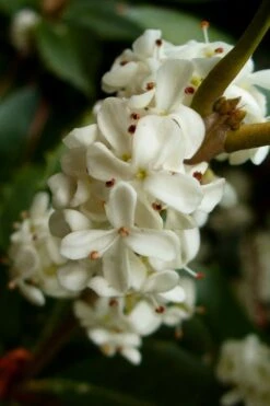 Fortune's Cold Hardy Tea Olive (Fragrant Osmanthus) - 7 Gallon Pot (4-5') 4 Fortune's Cold Hardy Tea Olive (Fragrant Osmanthus) - 7 Gallon Pot (4-5') -Garden Plant Shop osmanthus fortunei fragrant tea olive 2 4