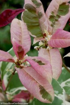 Pink Flush Variegated Tea Olive (Osmanthus Fragrans 'Yinbi Shuanghui') - 3 Gallon Pot -Garden Plant Shop osmanthus frangrans yinbi shuangui variegated tea olive 10 2