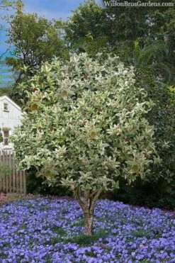 Pink Flush Variegated Tea Olive (Osmanthus Fragrans 'Yinbi Shuanghui') - Quart Pot -Garden Plant Shop osmanthus frangrans yinbi shuangui variegated tea olive 8 4