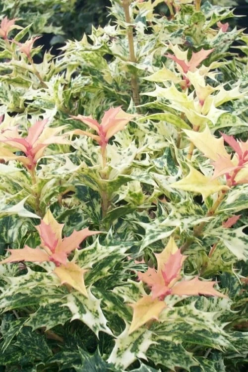 Goshiki Osmanthus (Variegated False Holly) - 5 Gallon Pot Goshiki Osmanthus (Variegated False Holly) - 5 Gallon Pot -Garden Plant Shop osmanthus goshiki 23 1