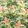 Goshiki Osmanthus (Variegated False Holly) - 7 Gallon Pot