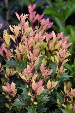 Party Lights Pink Flush Tea Olive - Osmanthus Heterophyllus - 5 Gallon Pot -Garden Plant Shop osmanthus party lights 500x750 2