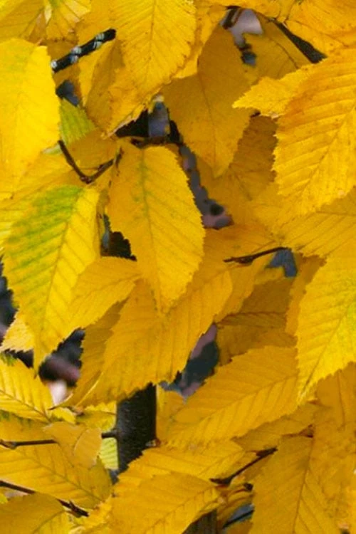 American Hop Hornbeam (Ostrya virginiana) - 1 Gallon Pot American Hop Hornbeam (Ostrya Virginiana) - 1 Gallon Pot -Garden Plant Shop ostrya virginiana hophornbeam tree 11 1