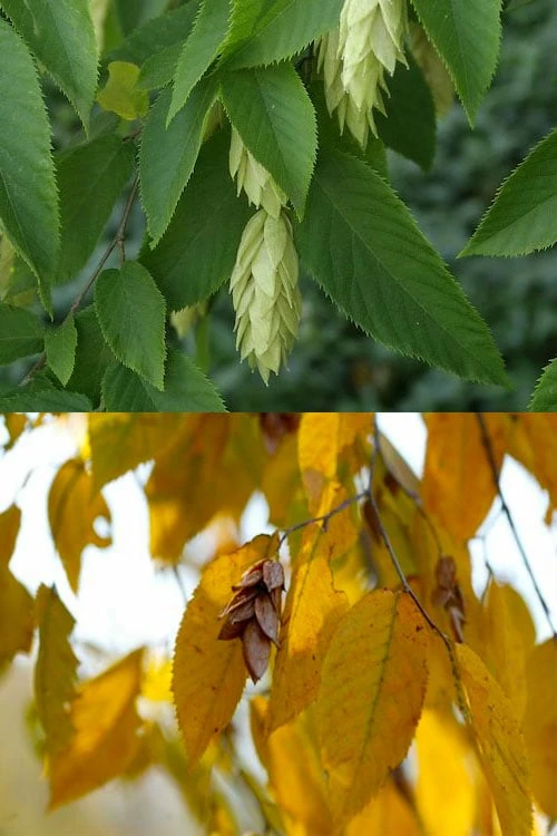 American Hop Hornbeam (Ostrya virginiana) - 1 Gallon Pot American Hop Hornbeam (Ostrya Virginiana) - 1 Gallon Pot -Garden Plant Shop ostrya virginiana hophornbeam tree 7 1