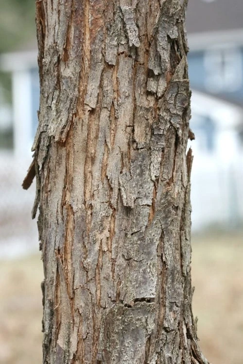 American Hop Hornbeam (Ostrya virginiana) - 3 Gallon Pot American Hop Hornbeam (Ostrya Virginiana) - 3 Gallon Pot -Garden Plant Shop ostrya virginiana hophornbeam tree 8 2
