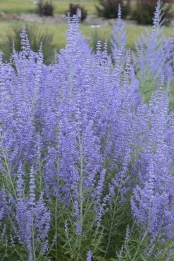 Blue Jean Baby Russian Sage (Perovskia) - 1 Gallon Pot 5 Blue Jean Baby Russian Sage (Perovskia) - 1 Gallon Pot -Garden Plant Shop perovskia atriplicifolia blue jean baby russian sage 1