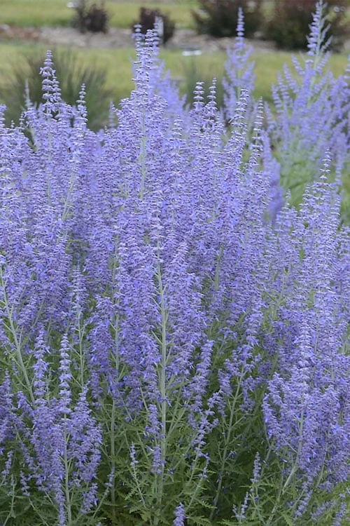 Blue Jean Baby Russian Sage (Perovskia) - 1 Gallon Pot Blue Jean Baby Russian Sage (Perovskia) - 1 Gallon Pot -Garden Plant Shop perovskia atriplicifolia blue jean baby russian sage 1