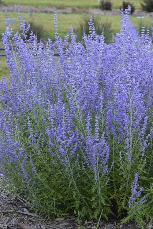 Blue Jean Baby Russian Sage (Perovskia) - 1 Gallon Pot Blue Jean Baby Russian Sage (Perovskia) - 1 Gallon Pot -Garden Plant Shop perovskia atriplicifolia blue jean baby russian sage 2