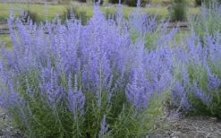 Blue Jean Baby Russian Sage (Perovskia) - 1 Gallon Pot 3 Blue Jean Baby Russian Sage (Perovskia) - 1 Gallon Pot -Garden Plant Shop perovskia atriplicifolia blue jean baby russian sage 3