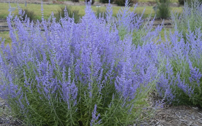 Blue Jean Baby Russian Sage (Perovskia) - 1 Gallon Pot Blue Jean Baby Russian Sage (Perovskia) - 1 Gallon Pot -Garden Plant Shop perovskia atriplicifolia blue jean baby russian sage 3