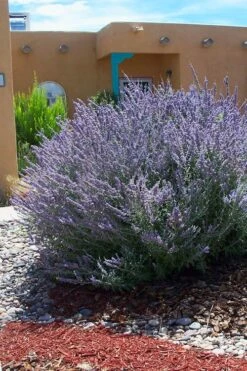 Russian Sage (Perovskia Atriplicifolia) - 1 Gallon Pot 3 Russian Sage (Perovskia Atriplicifolia) - 1 Gallon Pot -Garden Plant Shop perovskia atriplicifolia russian sage 1