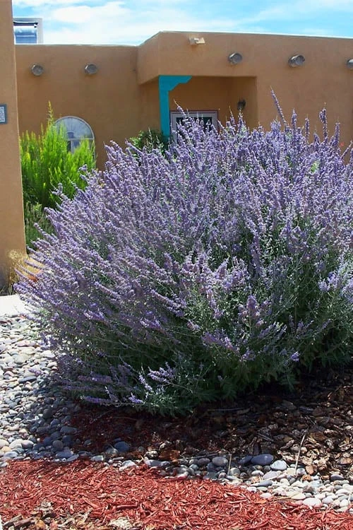 Russian Sage (Perovskia atriplicifolia) - 1 Gallon Pot Russian Sage (Perovskia Atriplicifolia) - 1 Gallon Pot -Garden Plant Shop perovskia atriplicifolia russian sage 1