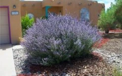 Russian Sage (Perovskia Atriplicifolia) - 1 Gallon Pot 5 Russian Sage (Perovskia Atriplicifolia) - 1 Gallon Pot -Garden Plant Shop perovskia atriplicifolia russian sage 2