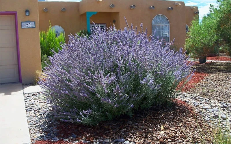 Russian Sage (Perovskia atriplicifolia) - 1 Gallon Pot Russian Sage (Perovskia Atriplicifolia) - 1 Gallon Pot -Garden Plant Shop perovskia atriplicifolia russian sage 2