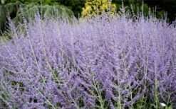 Russian Sage (Perovskia Atriplicifolia) - 1 Gallon Pot 4 Russian Sage (Perovskia Atriplicifolia) - 1 Gallon Pot -Garden Plant Shop perovskia atriplicifolia russian sage 3